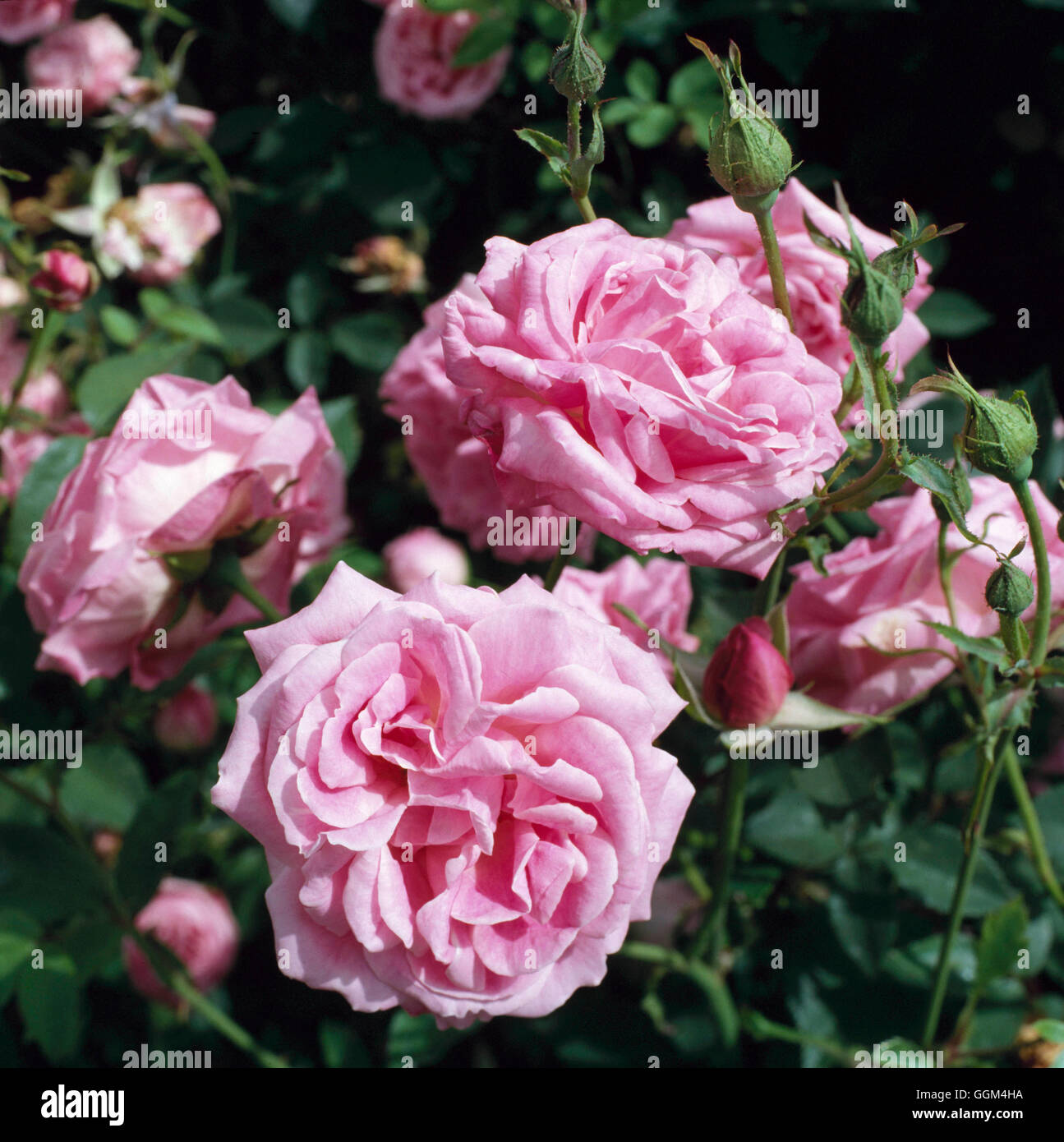 Rosa - `Hermosa' - (China) (Shrub)   RSH010121 Stock Photo